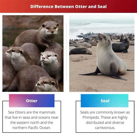 Otter vs Seal: Difference and Comparison