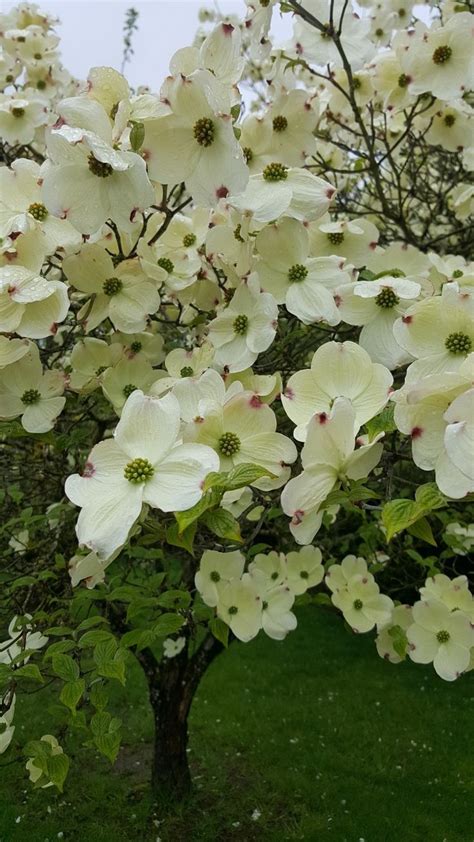 Arbor Day trees: 3 White Flowering Dogwoods, 3 American Redbuds, 2 ...