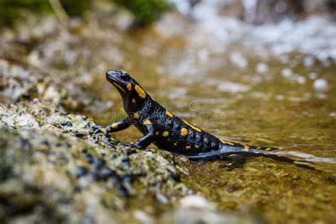 934 Water Salamander Photos - Free & Royalty-Free Stock Photos from ...