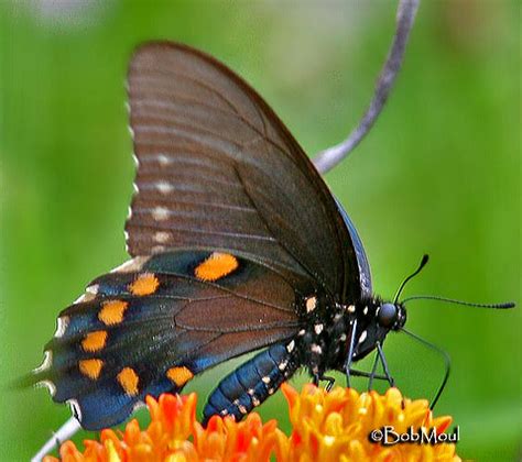 Pipevine Swallowtail Battus philenor (Linnaeus, 1771) | Butterflies and Moths of North America