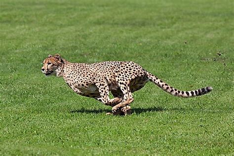 The Fastest Mammals In The World - WorldAtlas.com