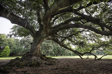 True or False: The Secrets of Audubon Park | Where Y'at New Orleans