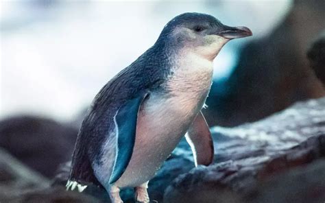 Little Penguin: History, Facts, Size, Habitat, Classification & Much ...