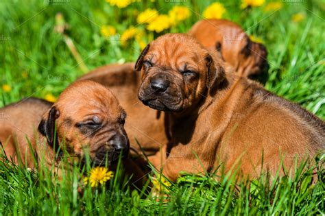 Three Rhodesian Ridgeback puppies ~ Animal Photos ~ Creative Market