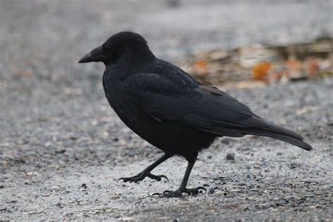 Carrion Crow | BirdForum