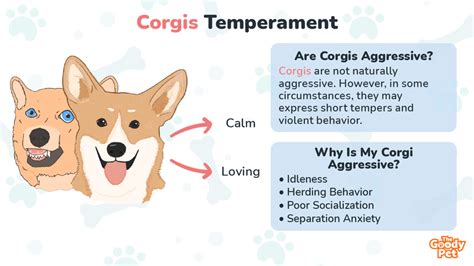 Corgi Temperament - Are They Aggressive? - The Goody Pet