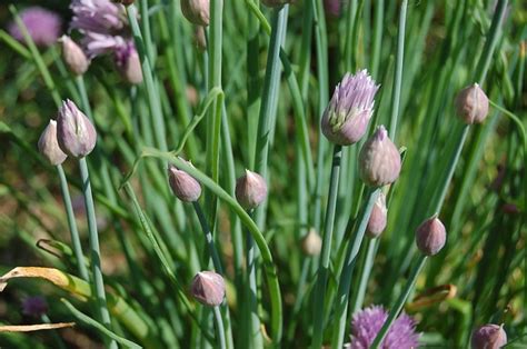 How to Harvest Chives Without Killing The Plant - Plant2Harvest