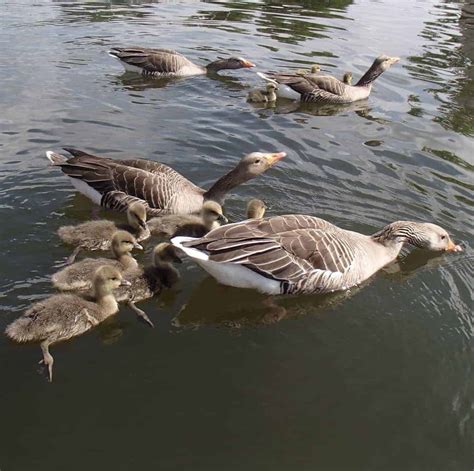 Greylag Goose - British Waterfowl Association