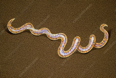 Syphilis bacteria - Stock Image B220/0738 - Science Photo Library