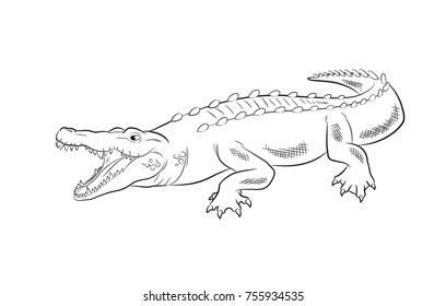 Crocodile Drawing Vector Illustration Stock Vector (Royalty Free) 755934535 | Shutterstock