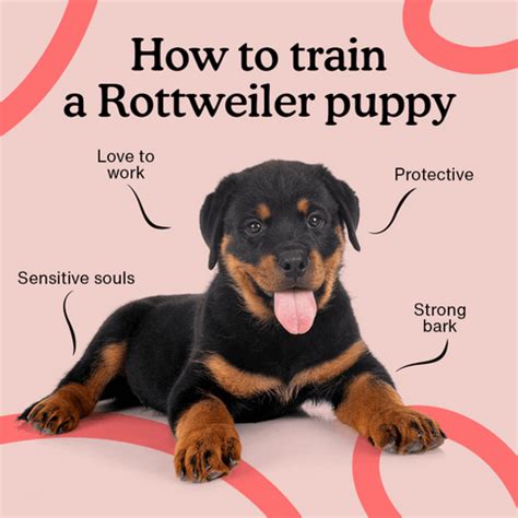 How to Train a Rottweiler Puppy | Complete Training Guide