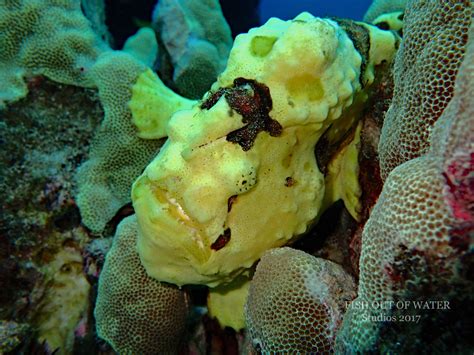 Commerson Frogfish- Hide and seek champion of the reef | Reef Builders | The Reef and Saltwater ...