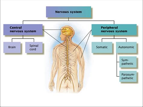 NERVOUS SYSTEM copy1 at emaze Presentation