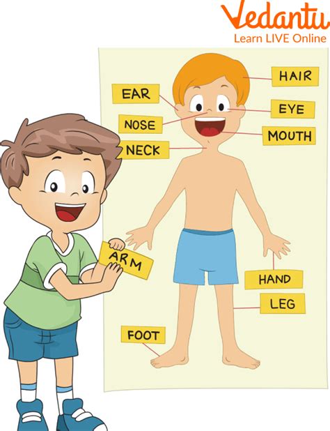 Body System for Kids - Learn Definition, Facts & Examples