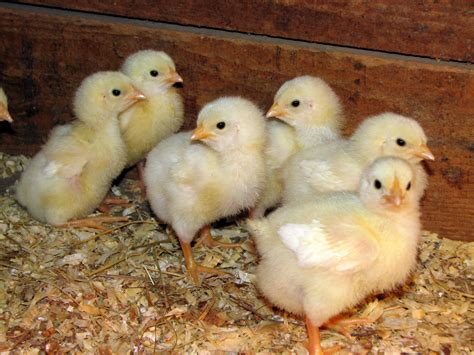 File:Cornish Rock broiler chicks.JPG - Wikipedia