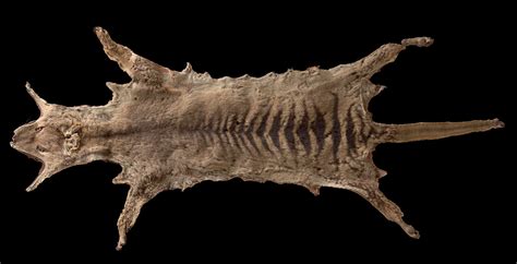 Rare thylacine skin joins National Museum of Australia’s collection | National Museum of Australia