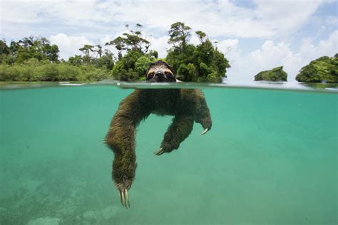 Swimming Pygmy Three Toed Sloth Photograph by Suzi Eszterhas - Fine Art ...