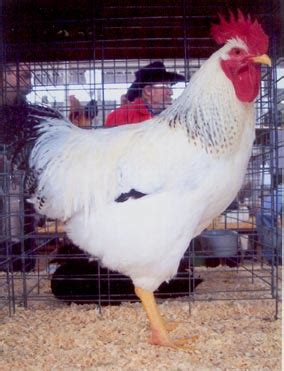 Delaware Chickens - Brown Egg Layers | Cackle Hatchery