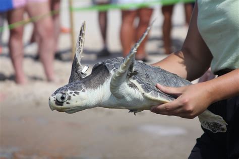 Rare sea turtle nest monitored, rehabbed turtles released into the Gulf ...