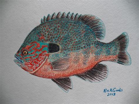 Longear Sunfish in colored pencil on paper | Fish art, Fish painting, Fish