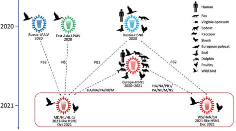 Figure 1 - Highly Pathogenic Avian Influenza Virus (H5N1) Clade 2.3.4 ...