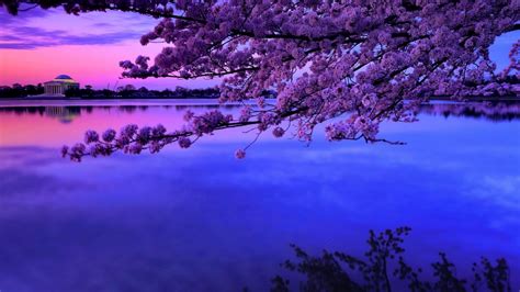 Cherry Blossom Backgrounds (61+ pictures)