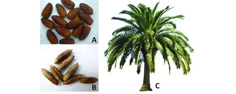 Dates fruit (A), Date palm seeds (B), and Date palm tree. | Download ...