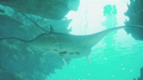 A manta ray swimming in the ocean 36957477 Stock Video at Vecteezy