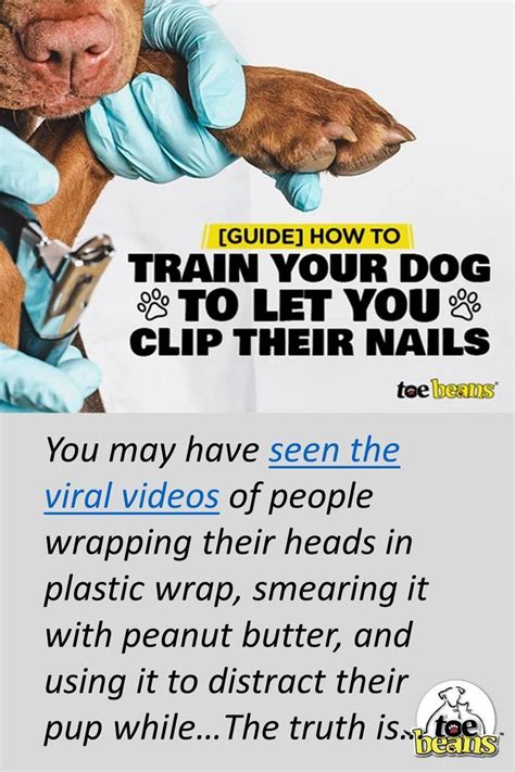 [Guide] How to Train Your Dog to Let You Clip Their Nails | Dog nails, Trimming dog nails, Cut ...