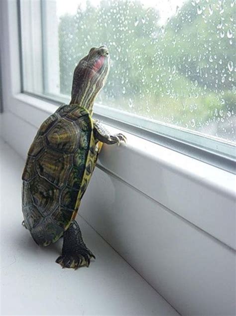 20 Life Lessons We Can Learn From Turtles And Tortoises | Cute turtles ...