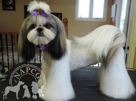 20 Adorable Shih Tzus with Stunning Haircuts – HairstyleCamp