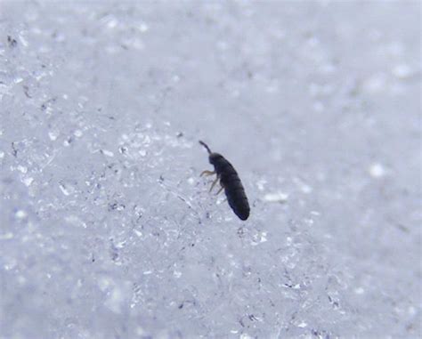 Snow Fleas: When a “Flea” isn’t a Flea - Insect Diagnostic Lab