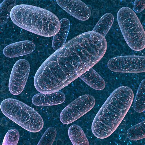 Not your mom’s genes: Mitochondrial DNA can come from dad