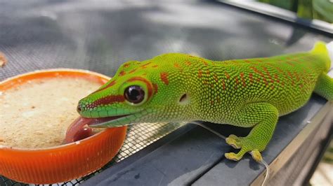 Madagascar Giant Day Gecko Facts and Pictures