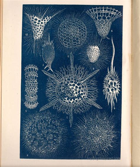 Radiolarians | Floral painting, Natural history, Art