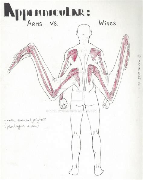 Human-Avian Appendicular Anatomy: RE Armsvs.Wings | Wing anatomy, Wings drawing, Wings art