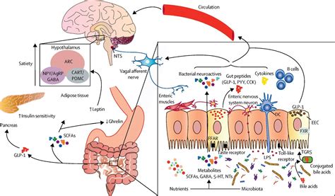 The Lancet - The microbiota–gut–brain axis in obesity