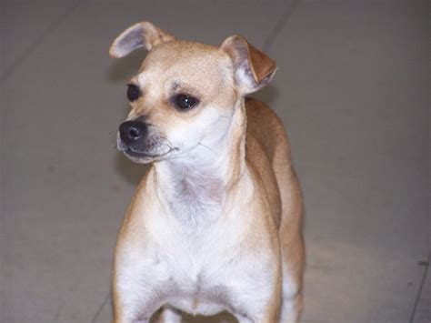 Italian Greyhuahua (Italian Greyhound Chihuahua Mix) Info, Puppies, Pictures