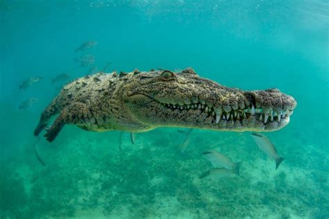 10 Fakta Buaya Air Asin, Reptil Terbesar di Bumi Saat Ini!