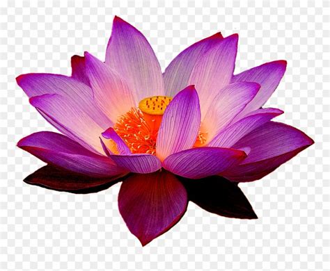 Lotus Flowers Png - Purple Lotus Flower Png Clipart (#1312456) - PinClipart