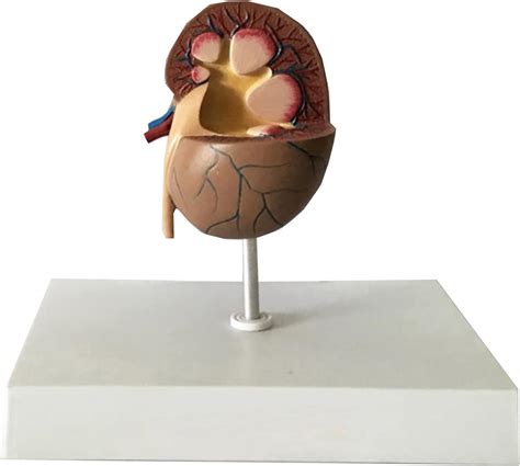 Amazon.com: HEYBEC Cat Kidney Anatomy Model - Medical Science Animal Organ Model - Study Model ...