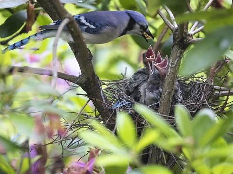 Blue Jay Nesting (Complete Guide) | Birdfact