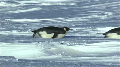 Penguin penguins sliding GIF on GIFER - by Rainrunner