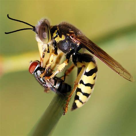 Yellow Jacket Wasps - Wasps & Hornets - Common Pests Directory - Olde ...