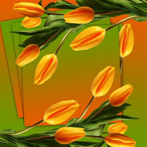 Free Images : flowers, tulip, tulips, background, flower, orange, yellow, flowering plant, petal ...