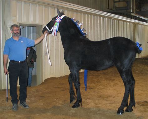 Showing with a Haflinger | The Horse Forum