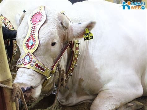 White Beautiful Bull in Cattle Farm 2015 - Bakra Eid Images & Photos