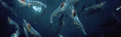 THE KRILL PARADOX: The Interplay Of Culture And Value In Business ...