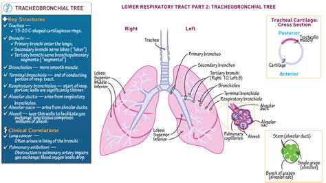 Respiratory System: Tracheobronchial Tree | ditki medical & biological sciences