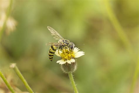 Wallpaper ID: 710706 / purple, European honey bee, honey Bee, petaled ...